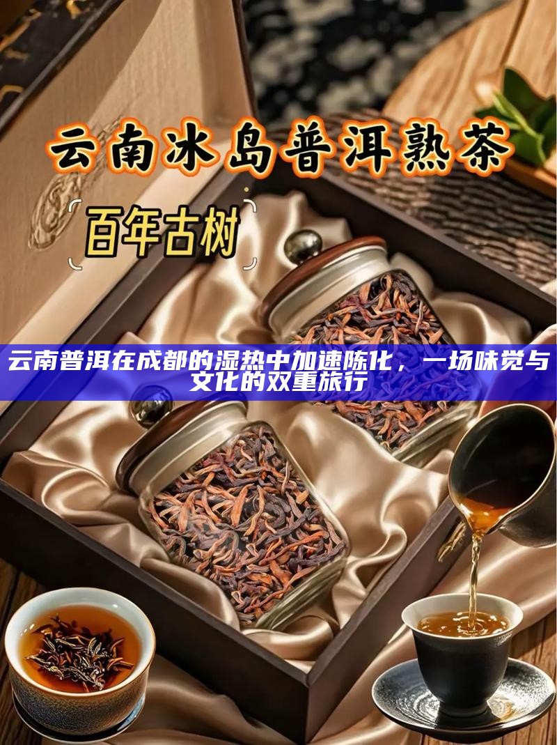 云南普洱在成都的湿热中加速陈化，一场味觉与文化的双重旅行